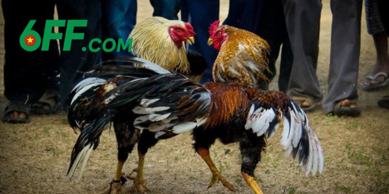 Đà Gà 6FF - Trải Nghiệm Chơi Đá Gà Trực Tuyến Đẳng Cấp 2025 1 Sơ lược qua đôi nét về sảnh đá gà 6FF